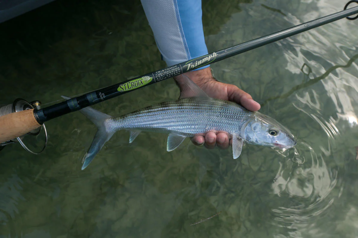 St. Croix Triumph Inshore Spinning Rods - Image 4